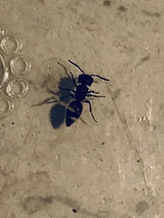 Pseudomethoca frigida