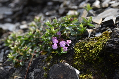 Clinopodium laxiflorum