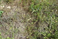 Melica transsilvanica