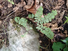 Adiantum patens
