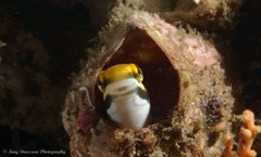 Petroscirtes fallax