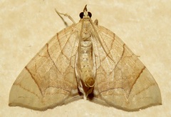 Eulithis gracilineata
