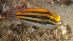 Petroscirtes fallax