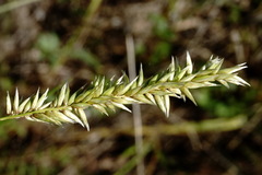 Melica transsilvanica