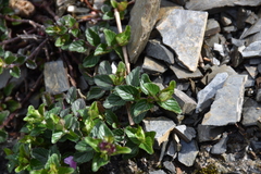 Clinopodium laxiflorum