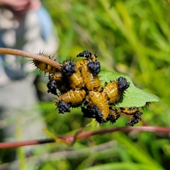 Chelymorpha cassidea