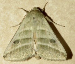 Chloridea subflexa