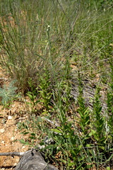 Centaurea salonitana