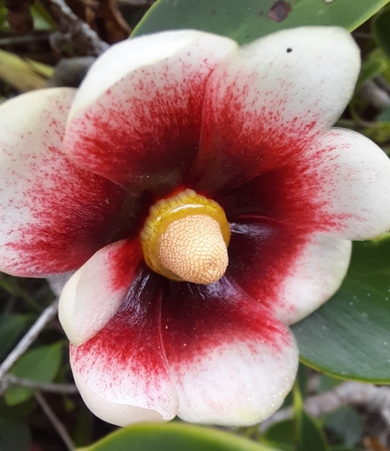 Clusia lanceolata (Clusia lanceolata)