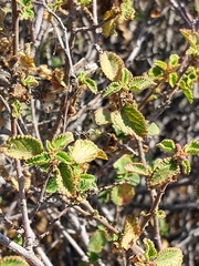 Acalypha californica