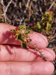 Acalypha californica