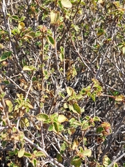 Acalypha californica