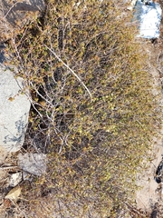 Acalypha californica