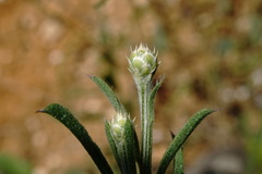 Centaurea salonitana