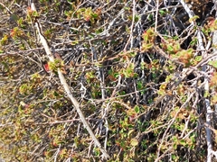 Acalypha californica