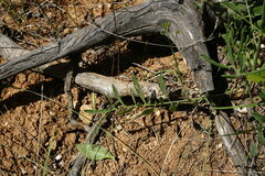 Centaurea salonitana