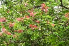 Calliandra houstoniana calothyrsus