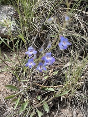 Penstemon virens