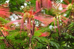 Calliandra houstoniana calothyrsus