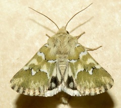 Schinia meadi
