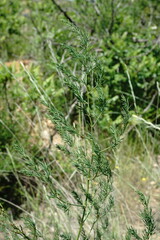 Asparagus maritimus