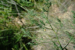 Asparagus maritimus