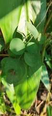 Dalbergia latifolia