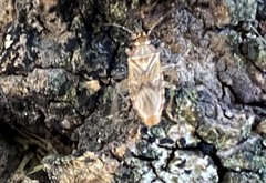 Belonochilus numenius