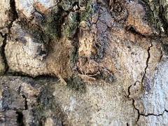 Belonochilus numenius