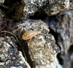 Belonochilus numenius