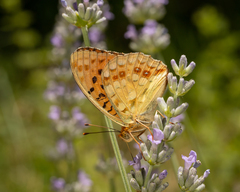 Argynnis adippe cleodoxa
