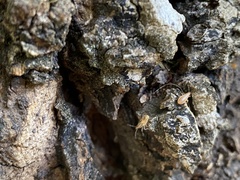 Belonochilus numenius