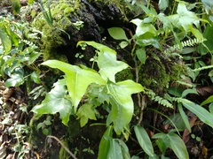 Oreopanax sanderianus