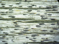 Xylographa parallela