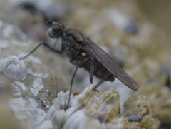 Oedoparena glauca
