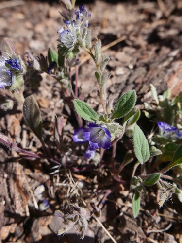 Davidson's phacelia (Phacelia davidsonii)