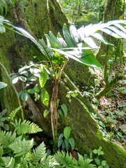 Chamaedorea quezalteca