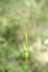 Aegilops biuncialis