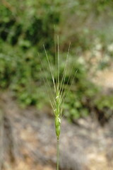 Aegilops biuncialis