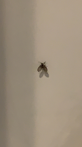 Bathroom Moth Fly, Hoogerheide, photo 9 of 10