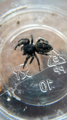 Phidippus borealis