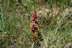Orobanche kochii