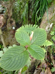 Columnea nervosa