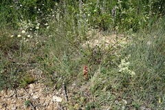 Orobanche kochii