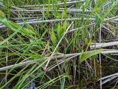 Liparis loeselii