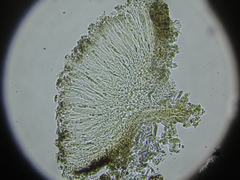 Xylographa parallela
