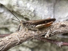 Chorthippus maritimus