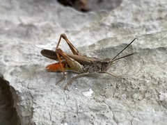 Chorthippus maritimus