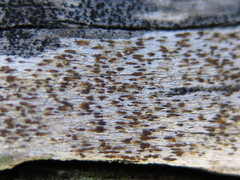 Xylographa parallela