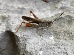 Chorthippus maritimus